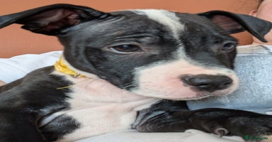 Mixed Breed dogs - Advert 11