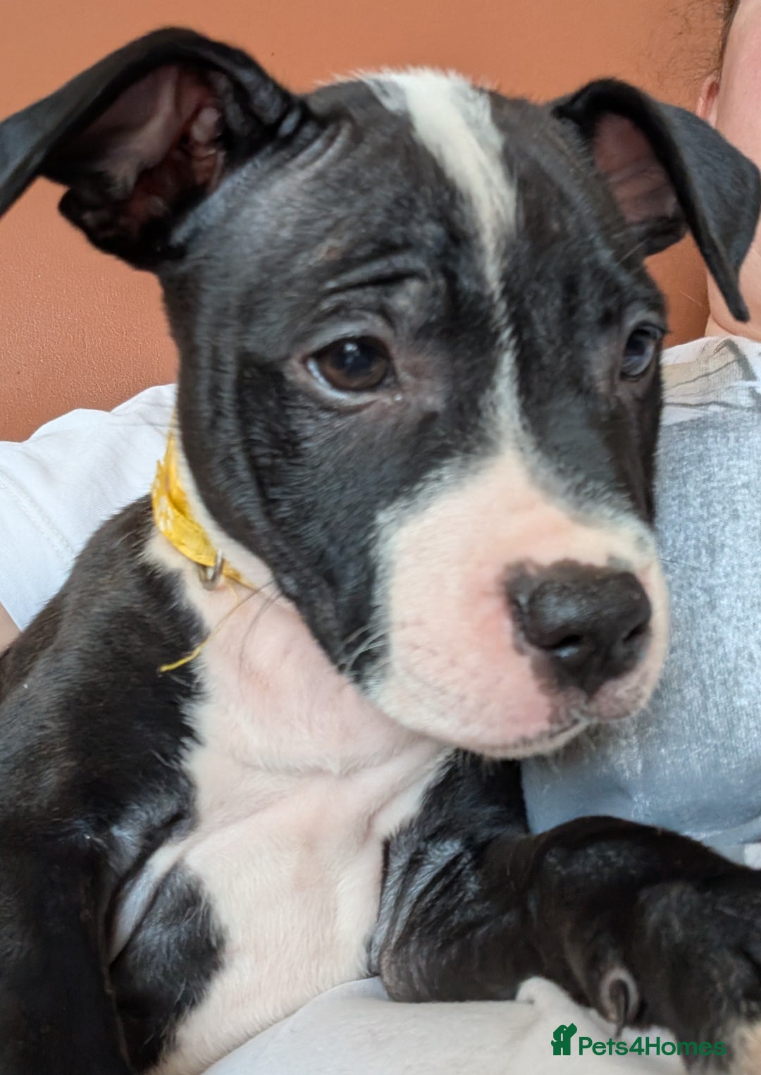 Mixed Breed dogs for sale: American bulldog x staffie, Ready to leave!! - Image 10
