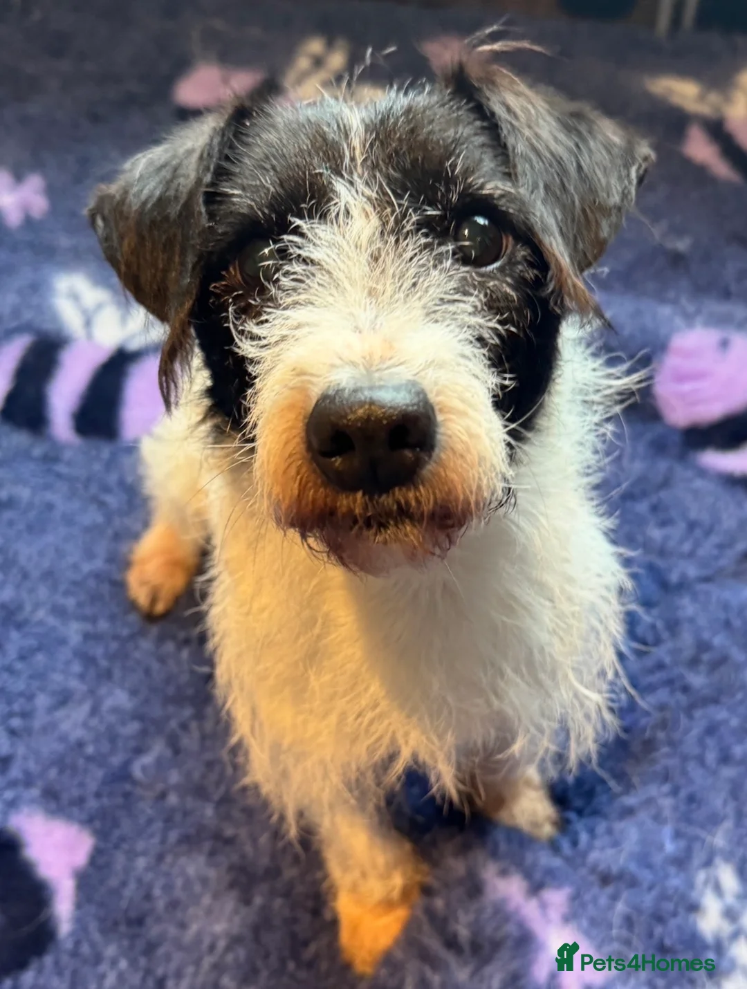 Jack Russell dogs for sale: Stunning Jack Russell Puppies - Advert 19