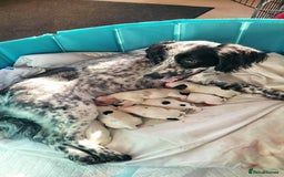 Mixed Breed dogs for sale: Springer cross cocapoo 13 weeks old bitch.  - Advert 4