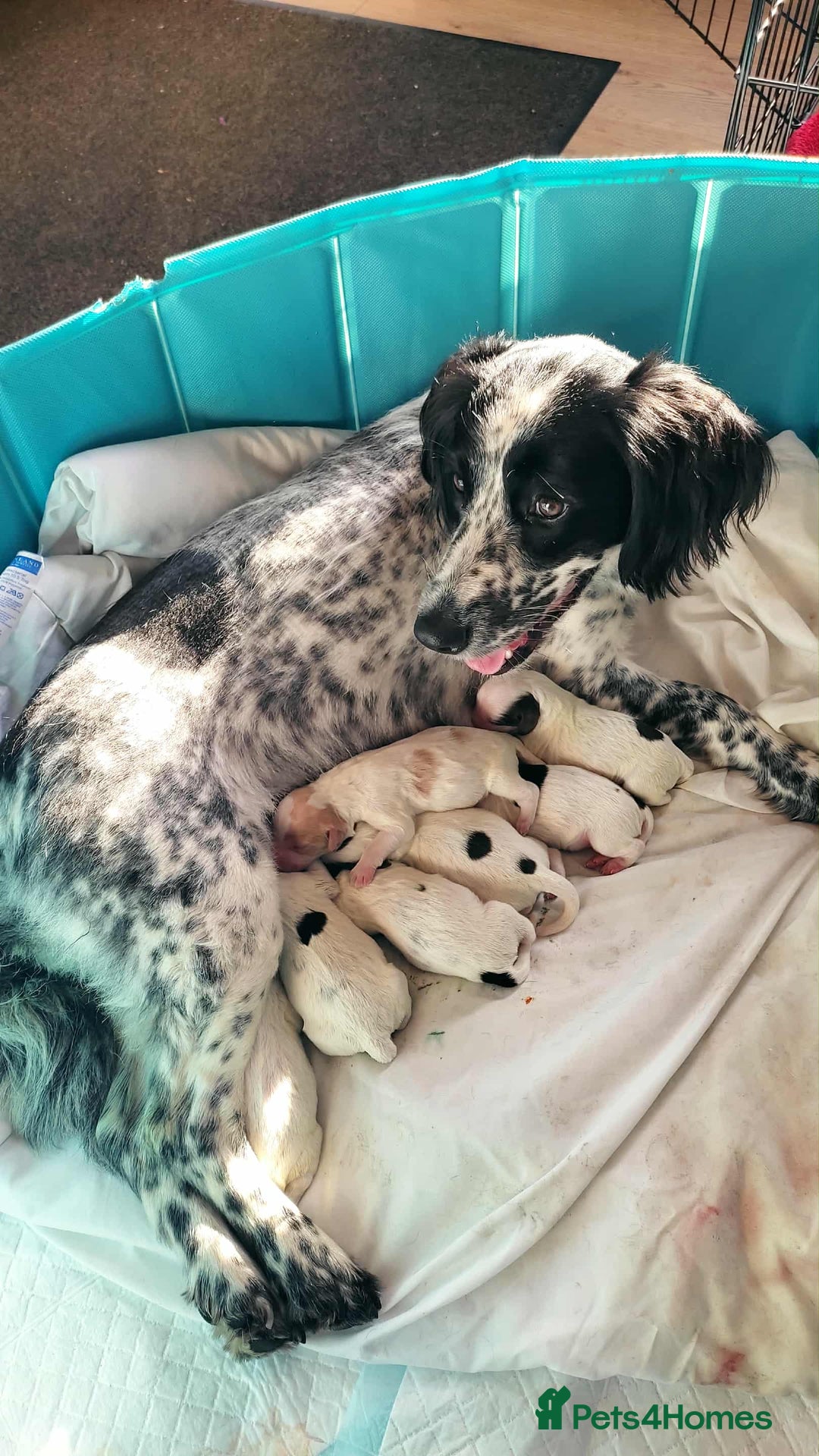 Mixed Breed dogs for sale: Springer cross cocapoo 13 weeks old bitch.  - Advert 4