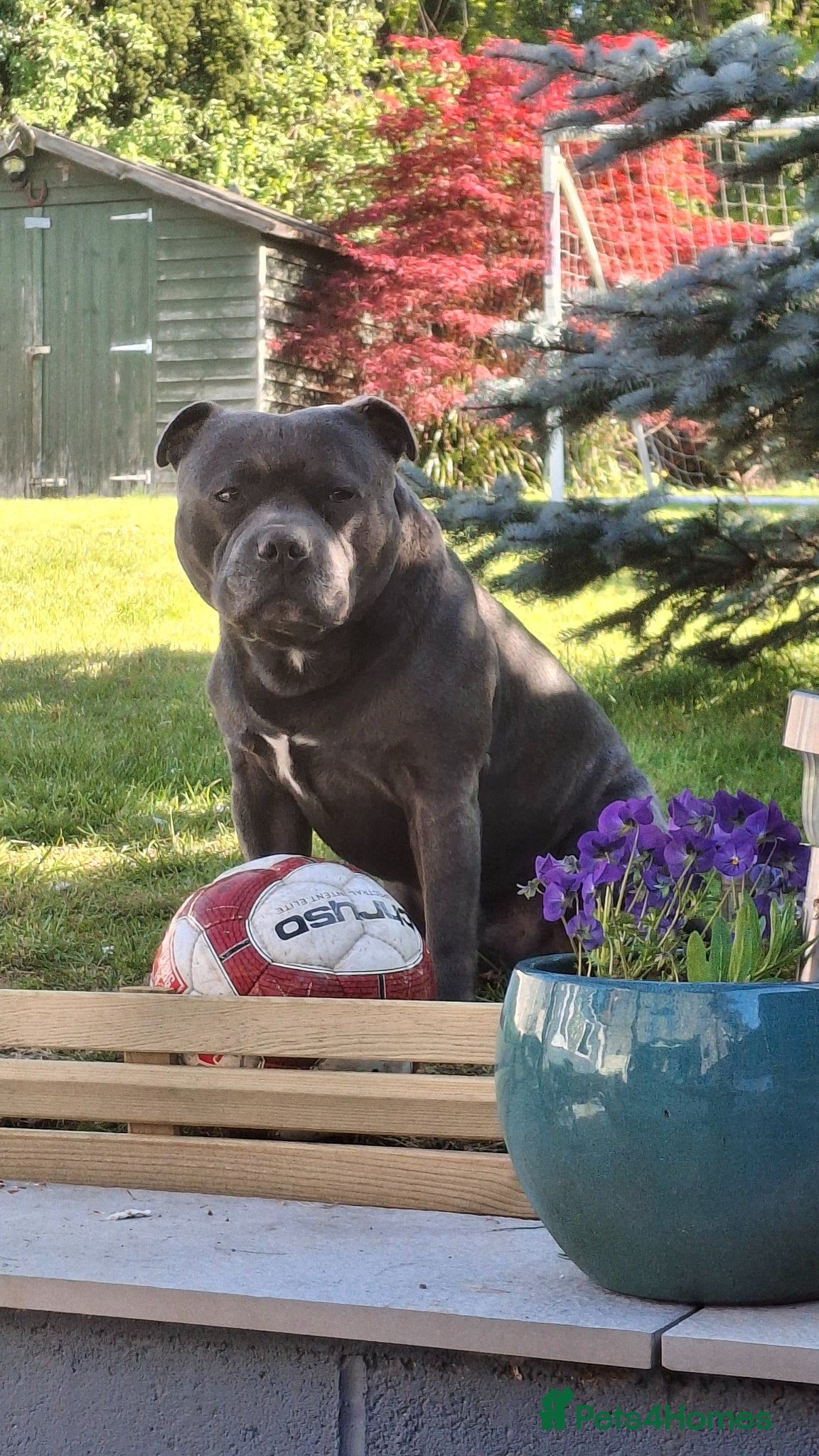 Staffordshire Bull Terrier dogs KC blue staffordshire bull terrier  - Advert 2