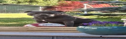 Staffordshire Bull Terrier dogs for stud: KC blue staffordshire bull terrier  - Advert 1