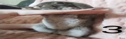 Rex rabbits for sale: 4 baby female Rex's - Advert 11
