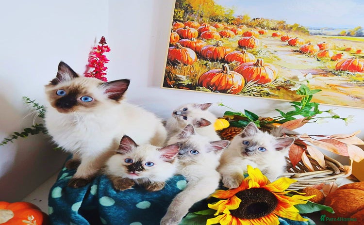 Ragdoll cats - Advert 12