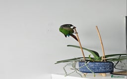 Conures birds for sale: Green cheeked conure  - Image 5