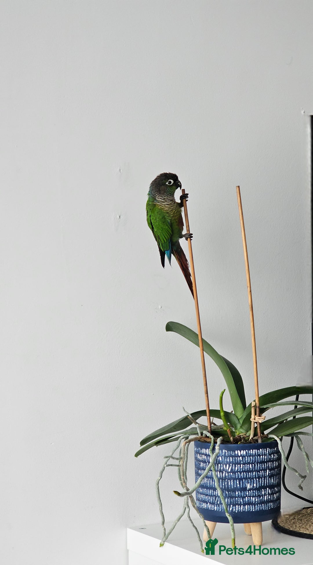 Conures birds for sale: Green cheeked conure  - Image 5