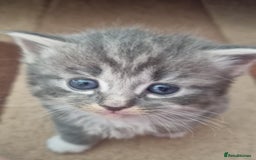 Mixed Breed cats for sale: 🐈‍⬛❤️1x kitten ready for her forever home❤️🐈‍⬛ - Image 5