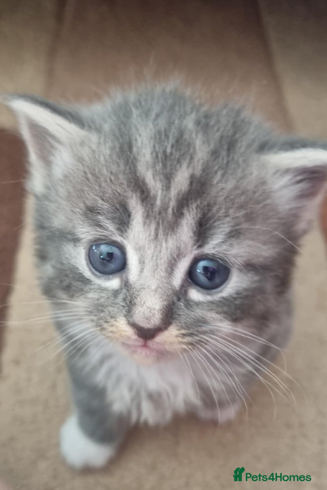 Mixed Breed cats for sale: 🐈‍⬛❤️1x kitten ready for her forever home❤️🐈‍⬛ - Image 5