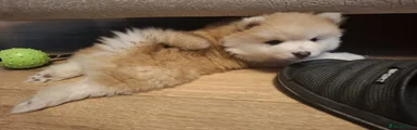 Dovie Puppy 2