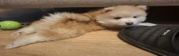 Pomsky dogs for sale: Beautiful Pomsky Puppies 3 Girls & 1 Boy Available - Advert 16