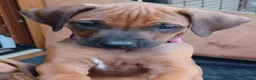 Rhodesian Ridgeback dogs for sale: Pedigree Rhodesian Ridgeback puppies.  - Advert 8
