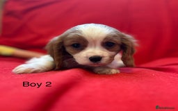 Cavalier King Charles Spaniel dogs for sale: Gorgeous Cavalier King Charles Spaniel puppies - Advert 22