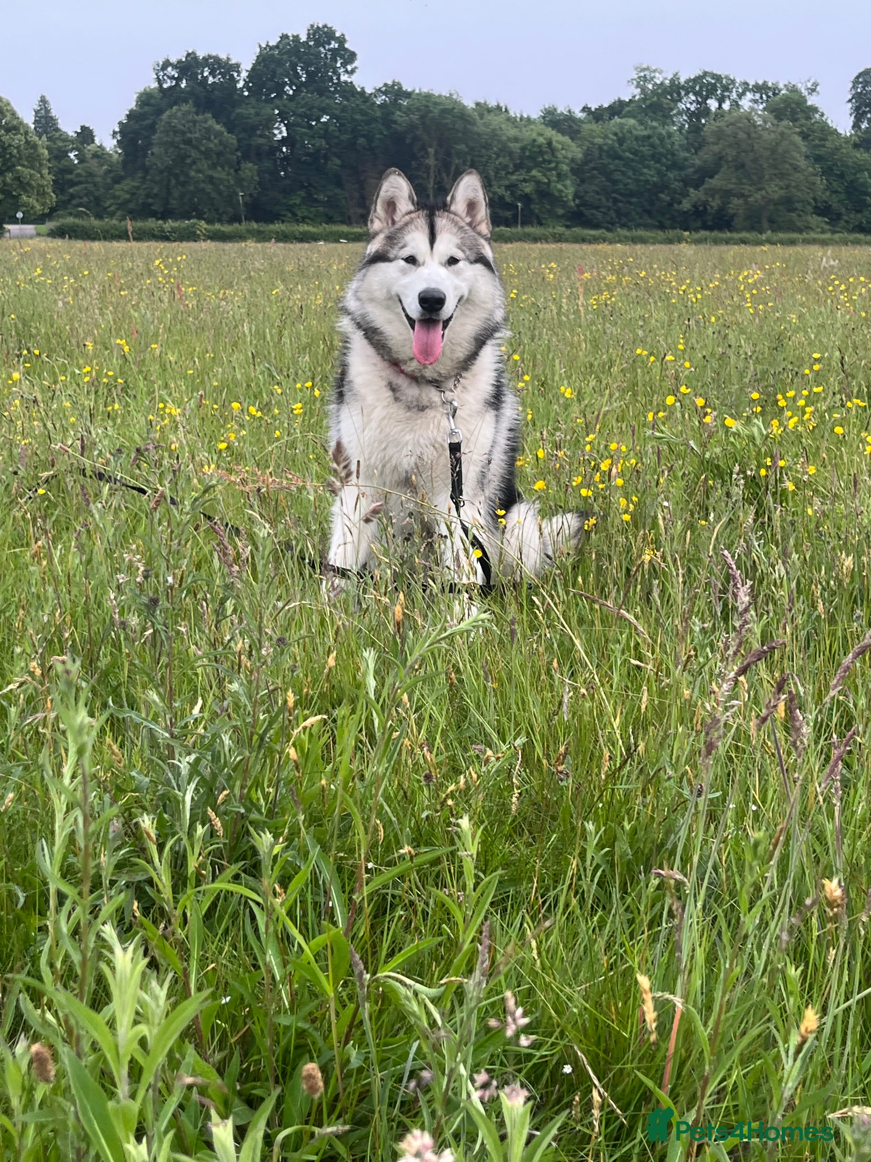 Alaskan Malamute dogs Enzo the Alaskan malamute for stud  - Advert 1