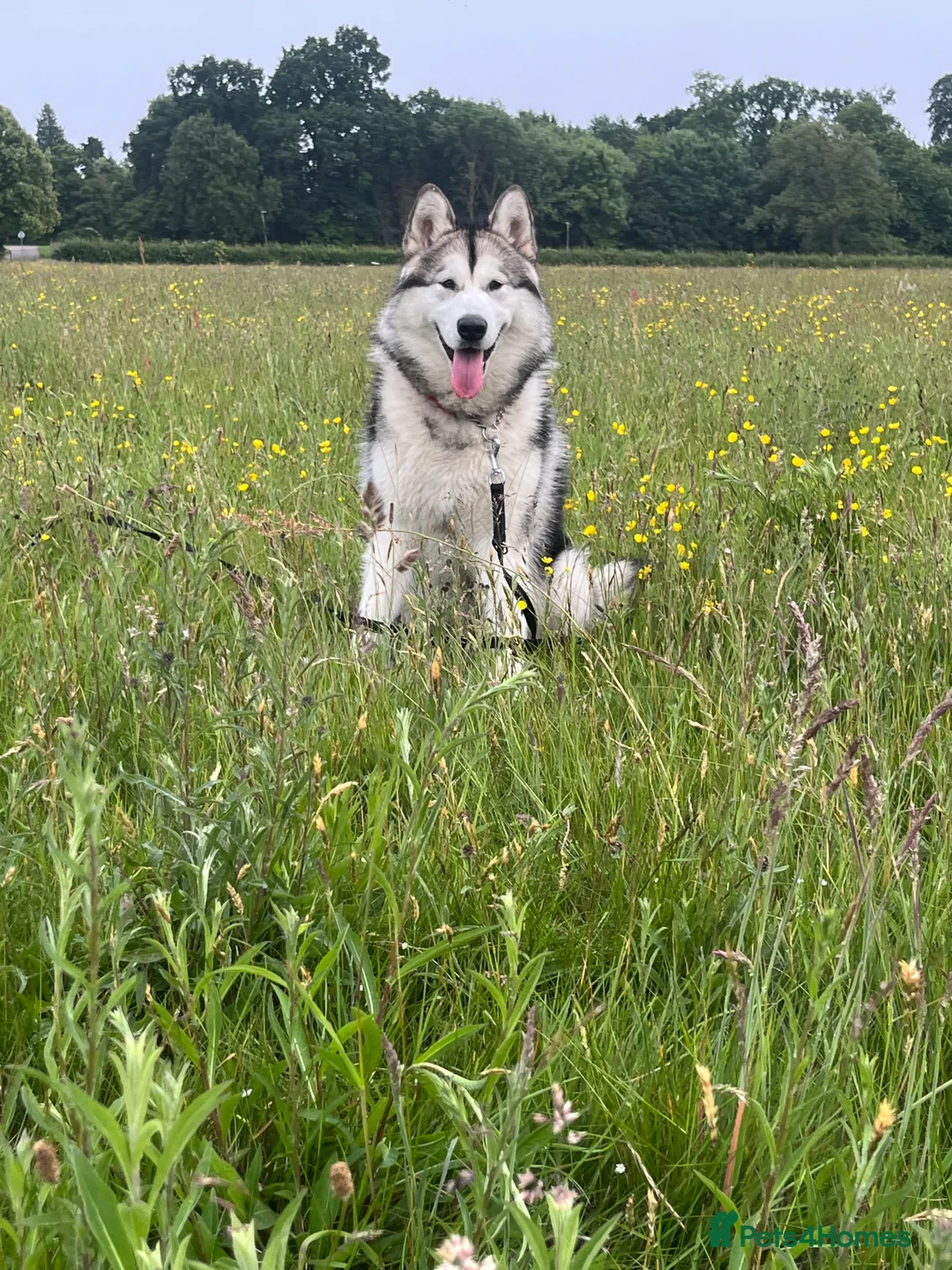 Alaskan Malamute dogs for stud: Enzo the Alaskan malamute for stud  - Advert 1