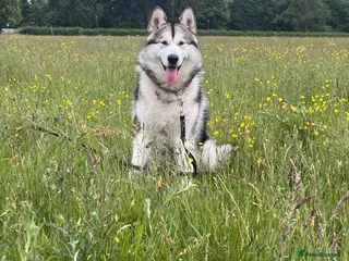 Alaskan Malamute dogs Enzo the Alaskan malamute for stud - Advert 1
