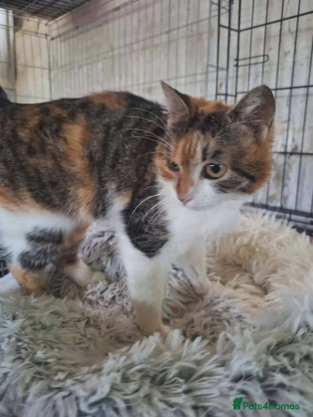 Mixed Breed cats for adoption: Willow for adoption in Doncaster - Advert 2