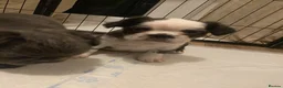 French Bulldog dogs for sale: 🐾 FLUFFY FRENCHIE GIRLS 🐾  - Advert 26
