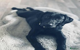 Labrador Retriever dogs for sale: Labrador retriever  - Image 3