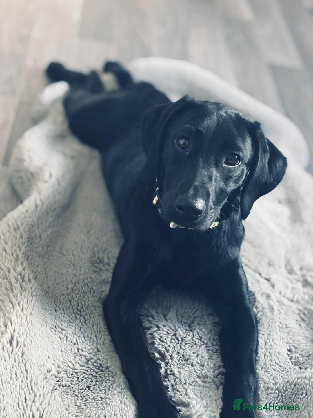 Labrador Retriever dogs for sale: Labrador retriever  - Image 3