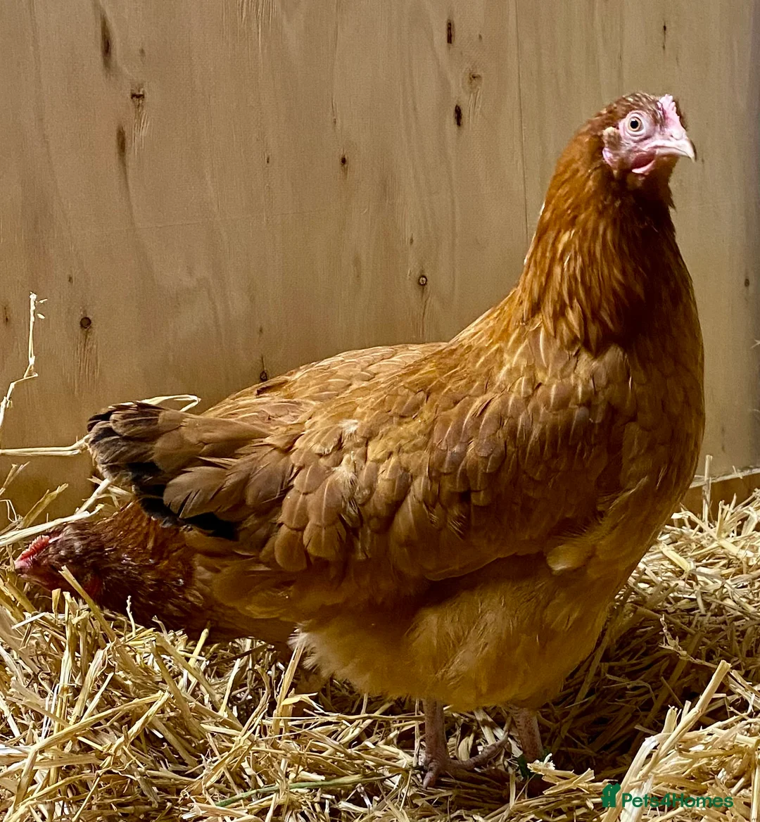 Chickens poultry for sale: Rhode Island Red x Light Sussex POL - Advert 10