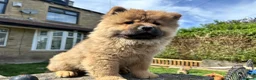Chow Chow dogs for sale: Chow chow  - Advert 7