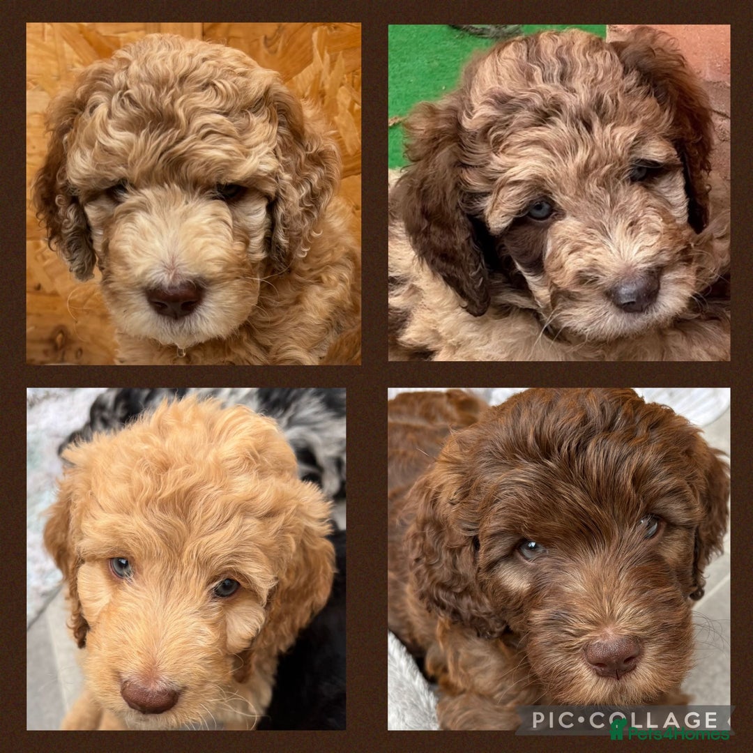 Standard Poodle dogs for stud: Freddie - Professional Stud Service in Eastleigh - Image 16