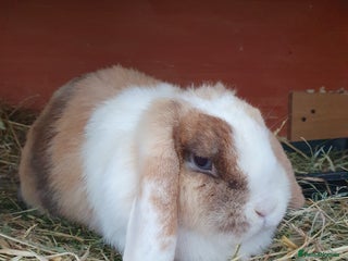 Mini Lop rabbits Spayed/neutered rabbits for adoption VAC rhd2 - Advert 4