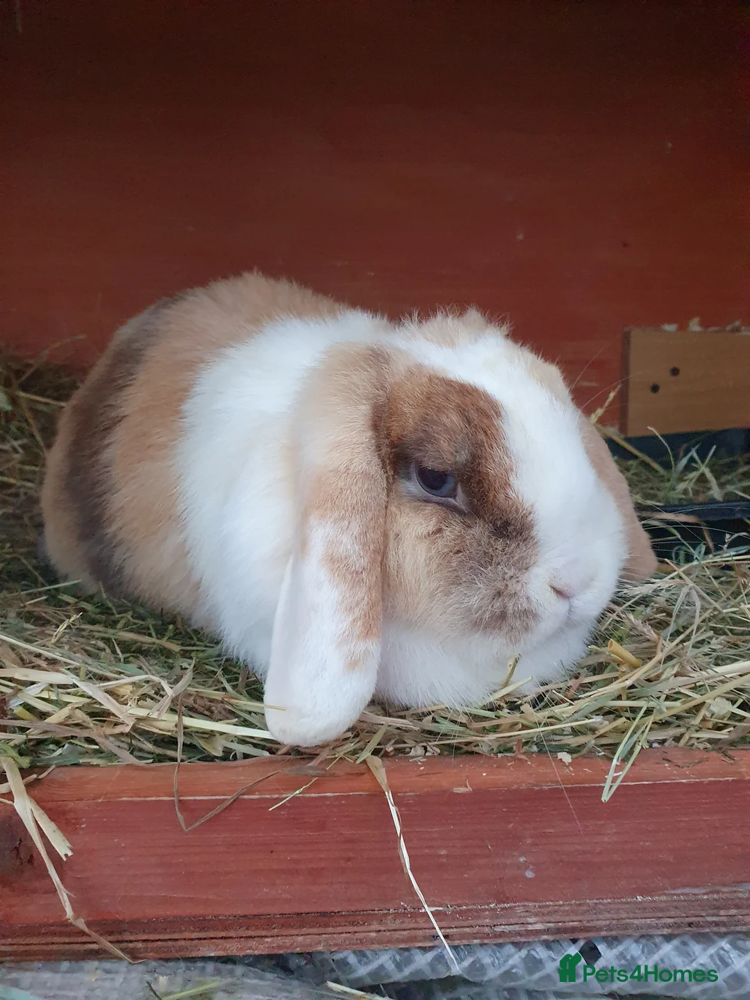 Mini Lop rabbits for sale: Spayed/neutered rabbits for adoption VAC rhd2 - Advert 5