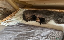Glen of Imaal Terrier dogs for sale: Glen of Imaal terrier puppies - Image 4