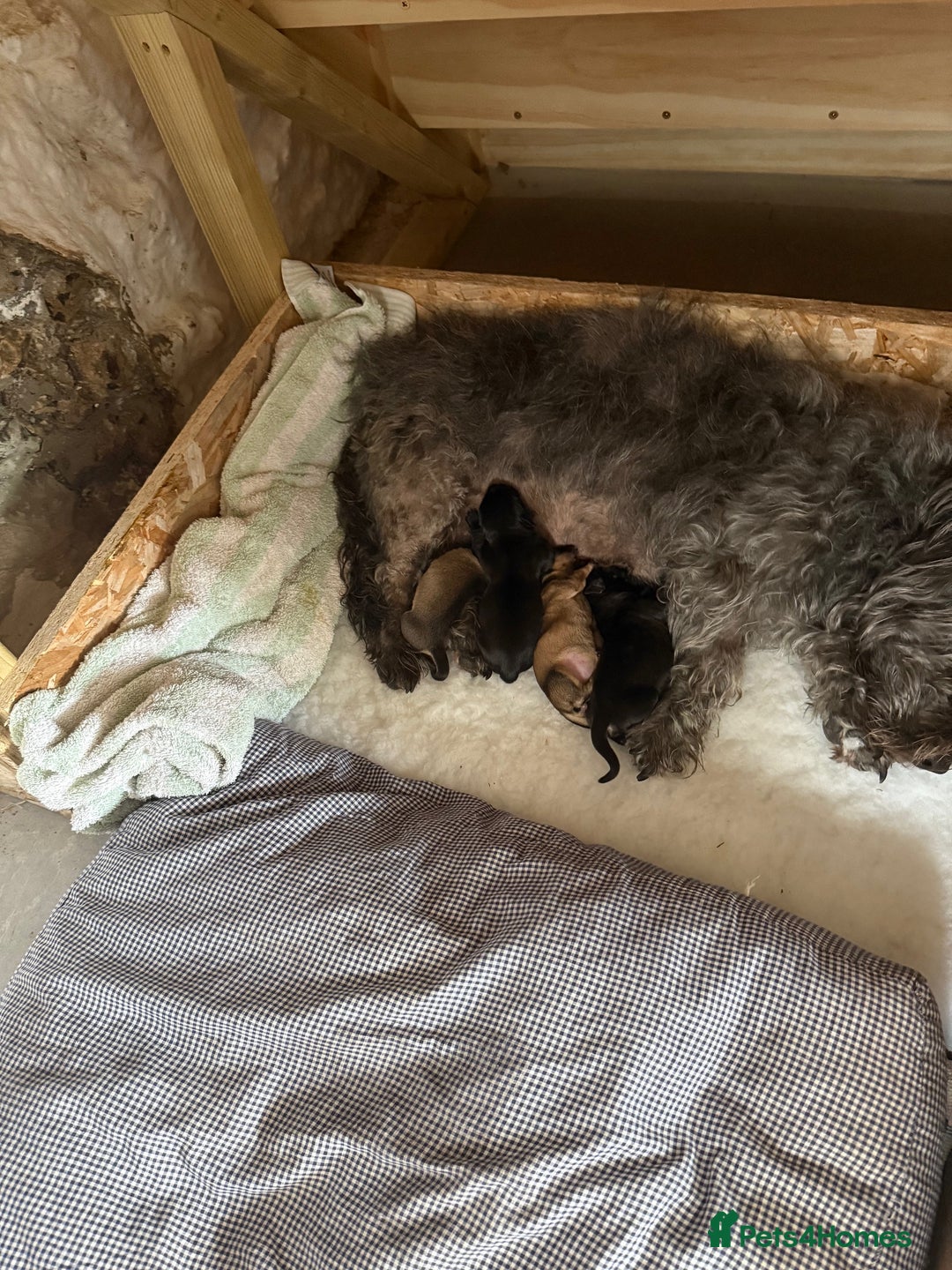 Glen of Imaal Terrier dogs for sale: Glen of Imaal terrier puppies - Image 4