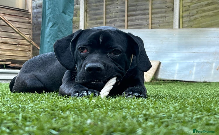 Mixed Breed dogs - Advert 1