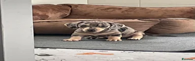 Dachshund 1 Boy