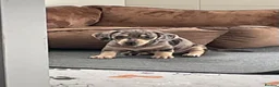 Dachshund dogs for sale: 4 Gorgeous Dachshund puppies for sale in Northwood - Advert 8