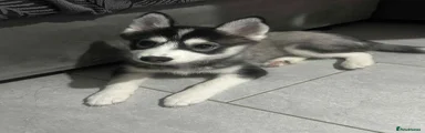 Pomsky Puppy 1