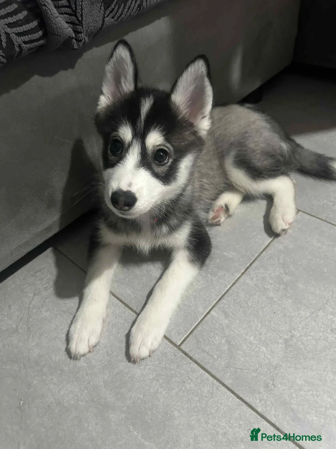 Pomsky dogs for sale: Just 2 left girls f4 pomsky  - Advert 1