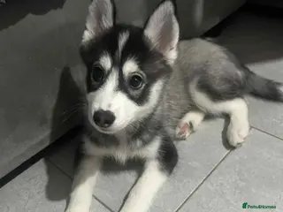 Pomsky dogs Just 2 left girls f4 pomsky - Advert 3