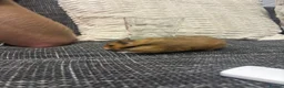Hamster rodents for sale: Female Syrian Hamster  - Advert 5