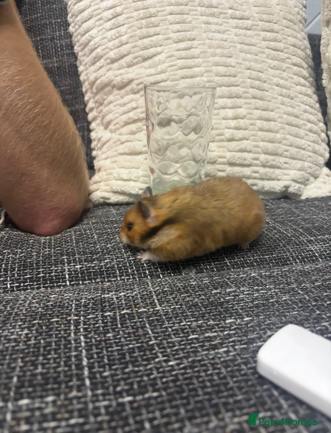 Hamster rodents for sale: Female Syrian Hamster  - Advert 5