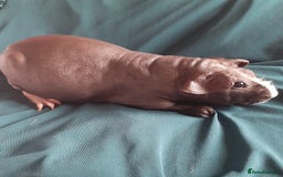 Guinea Pig rodents for sale: Skinny pig female available. - Image 2