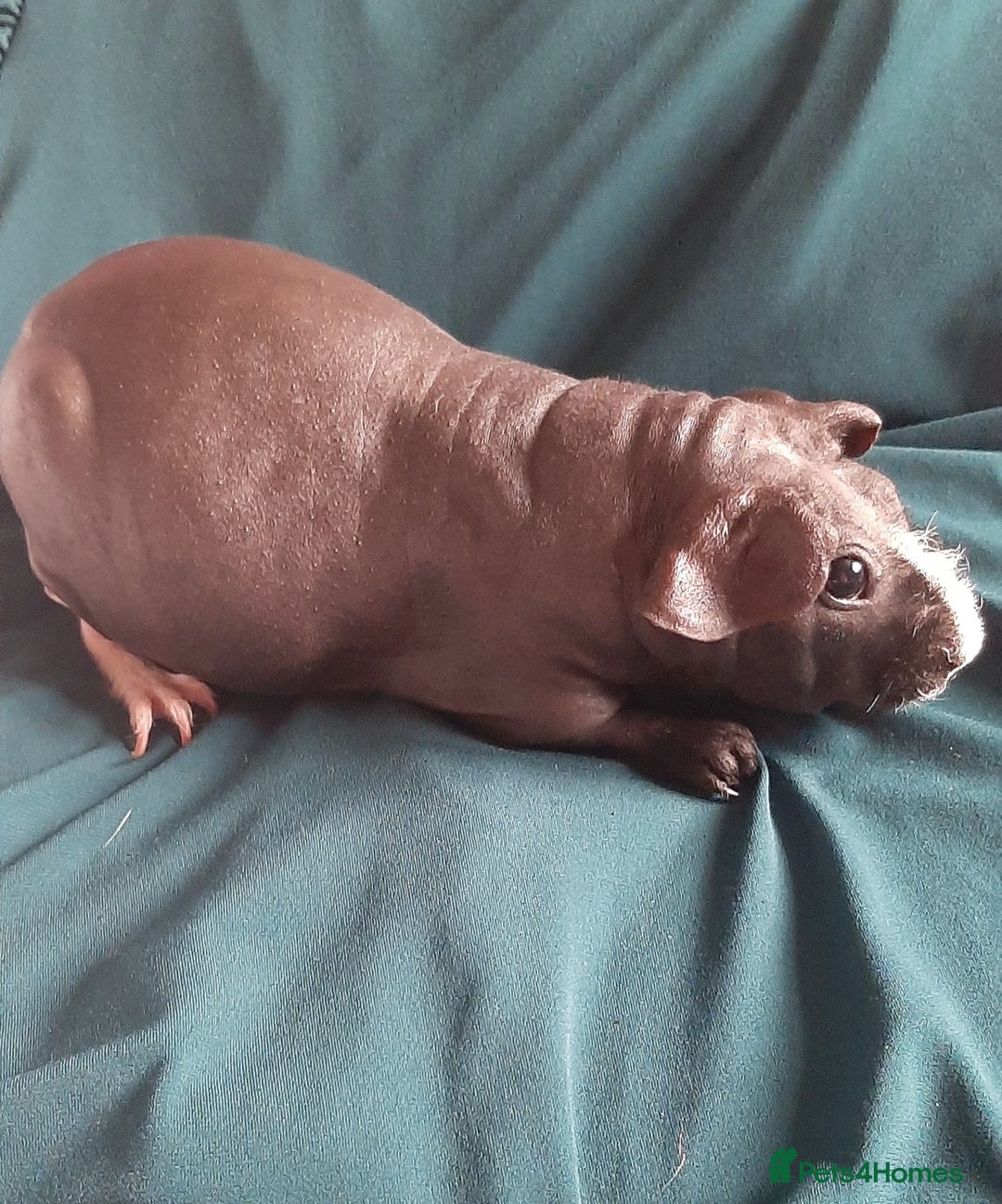 Guinea Pig rodents for sale: Skinny pig female available. - Image 2