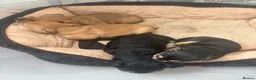 Mixed Breed dogs for sale: English Bulldog × Yorkshire Terrier Puppies in Newcastle upon Tyne - Advert 14