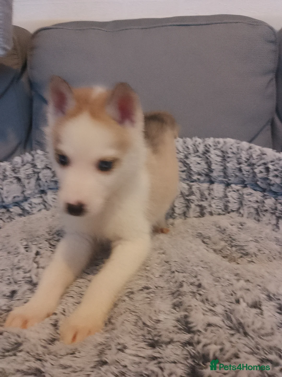 Siberian Husky dogs for sale: Stunning Blue-Eyed Siberian Husky Puppies - Advert 7