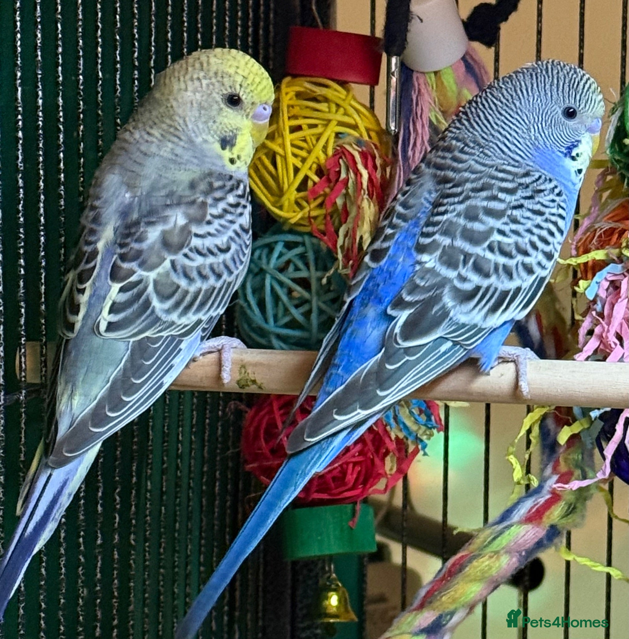 Budgerigars birds   budgies  available 9 weeks old   - Advert 1