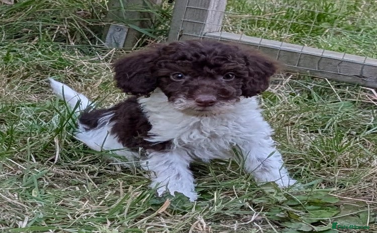 Cockapoo dogs in Rugby - Advert 1