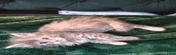 Maine Coon cats for sale: Beautiful main coon kittens for sale in Runcorn - Advert 27