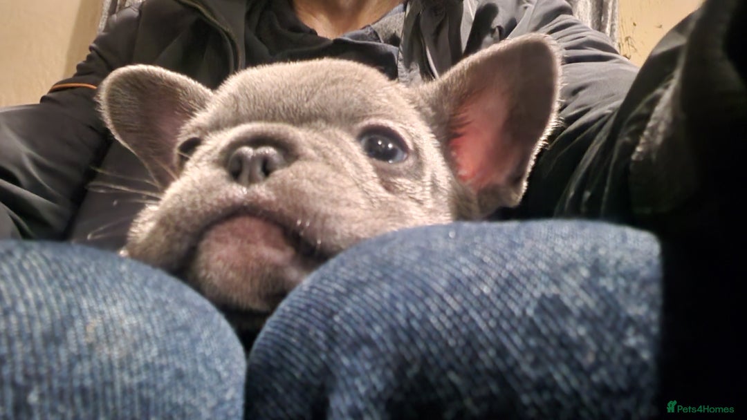French Bulldog dogs for sale: French bulldog  - Advert 11