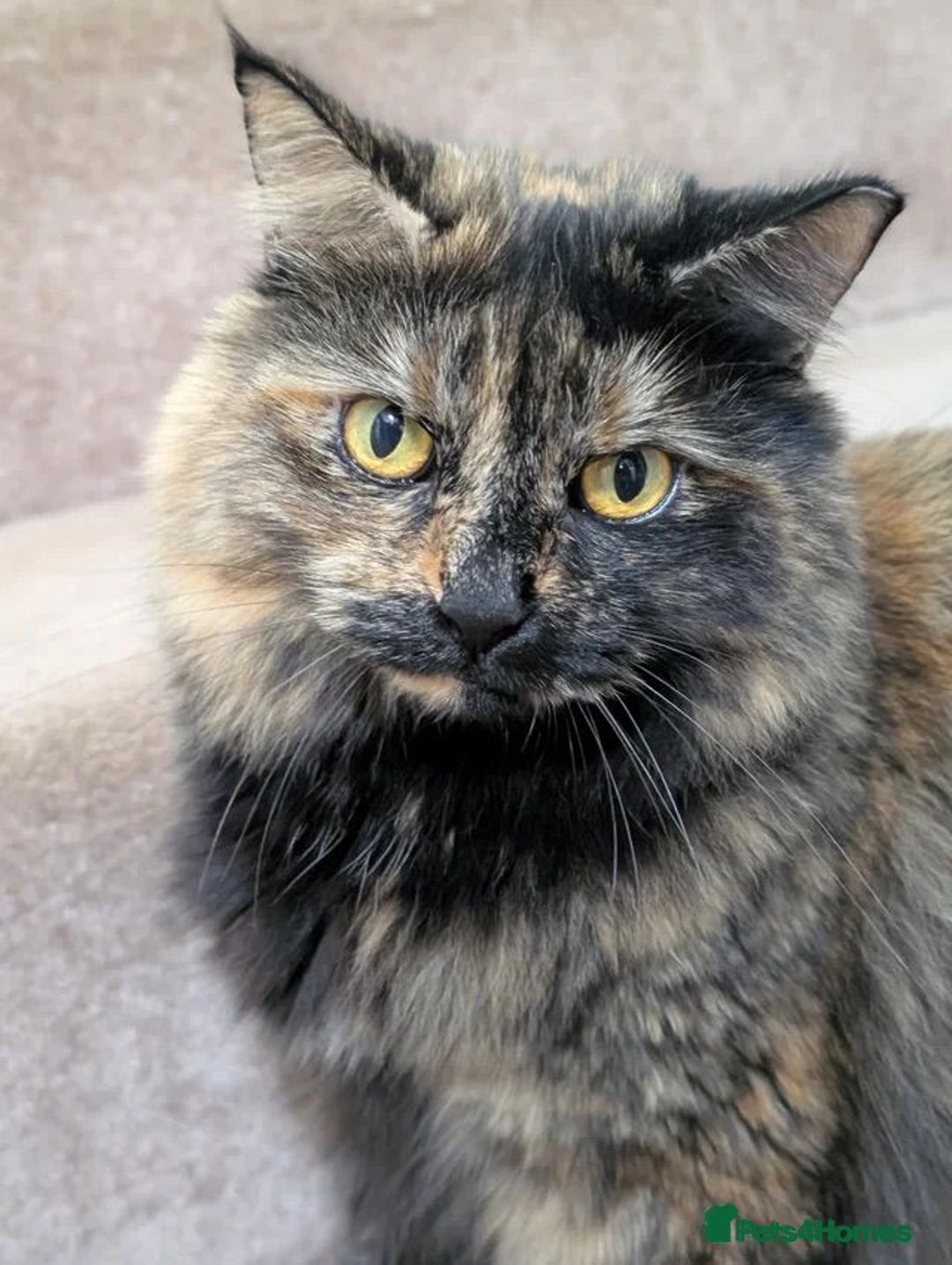 Mixed Breed cats for sale: Halinka - Advert 1