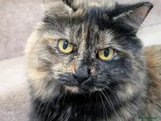 Mixed Breed cats Halinka - Advert 16