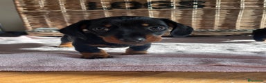 Miniature Dachshund Puppy 1